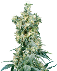 Sensi Seeds Cannabisfrø American Dream® Regular, 10 stk