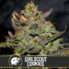 Blimburn Seeds Semințe de canabis Girl Scout Cookies feminizate