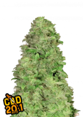 Fast Buds Żrieragħ tal-Kannabis CBD 20:1 Auto