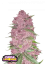 Fast Buds Cannabis Seeds Purple Lemonade Auto