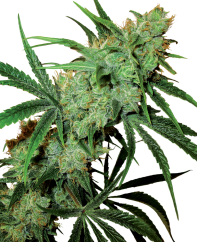 Sensi Seeds Cannabis Seeds Fruity Juice® Regular, 10 ks