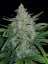 Fast Buds 420 Cannabis Seeds Rhino Ryder Auto