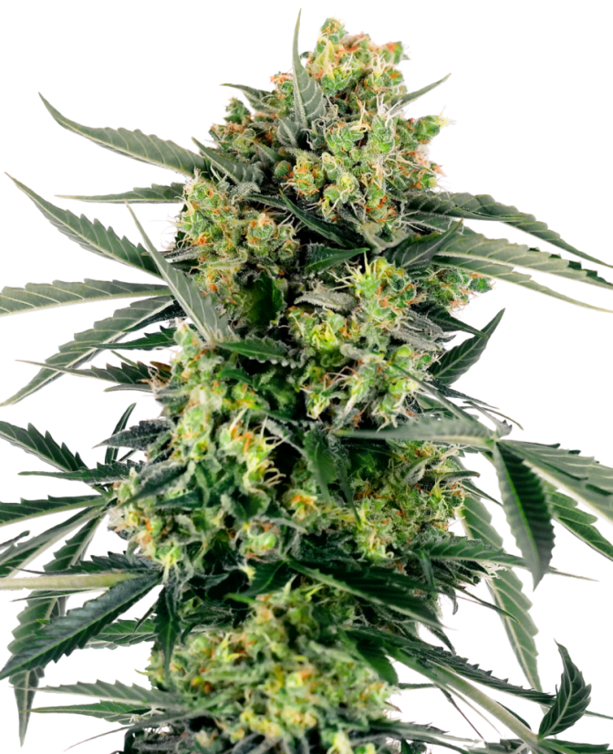 Sensi Seeds Hạt giống cần sa Blueberry Zkittlez Automatic Feminized, 3-10 hạt