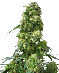 Sensi Seeds Cannabisfrön Early Skunk® Regular, 10 st