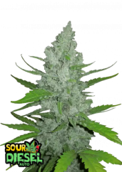 Fast Buds 420 Cannabis Seeds Sour Diesel Auto