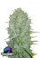 Fast Buds Cannabis Seeds Northern Lights Auto