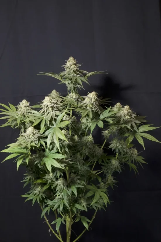 Fast Buds Cannabis Seeds Orange Sherbet FF
