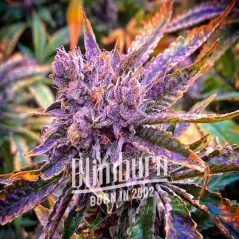 Blimburn Seeds Насіння коноплі Gorilla Purple Auto