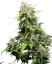 Sensi Seeds Cannabis Seeds California Indica® Feminized, 3-10 db