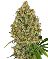 Sensi Seeds Cannabis Seeds AK-420 Feminized by White Label, 3-10 τμχ