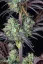 Fast Buds Cannabis Frø Mimosa Cake Auto