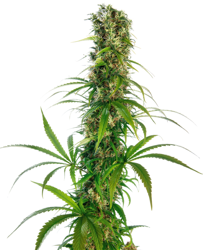 Sensi Seeds Kannabiksen siemenet Michka® Feminized, 3-5 kpl