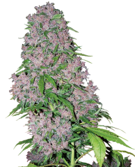 Sensi Seeds Cannabisfrø Purple Bud Feminiseret af White Label, 3-10 stk.