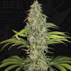 T.H.Seeds™ Cannabis Seeds SAGE™ CBD, 5+1 pakke, feminisert