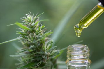 Does a lot of CBD induce the same conditions as THC?