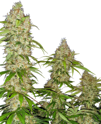 Sensi Seeds Hạt giống cần sa Banana Kush Cake Feminized, 3-10 chiếc