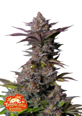 Fast Buds Sementes de Cannabis Tropicana Cookies FF
