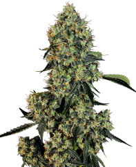 Sensi Seeds Semillas de cannabis OG Kush Feminizadas de White Label, 3-10 uds.