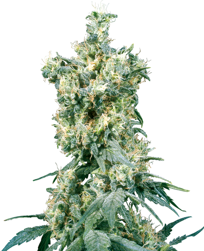 Sensi Seeds Cannabis Seeds American Dream® Regular, 10 kpl