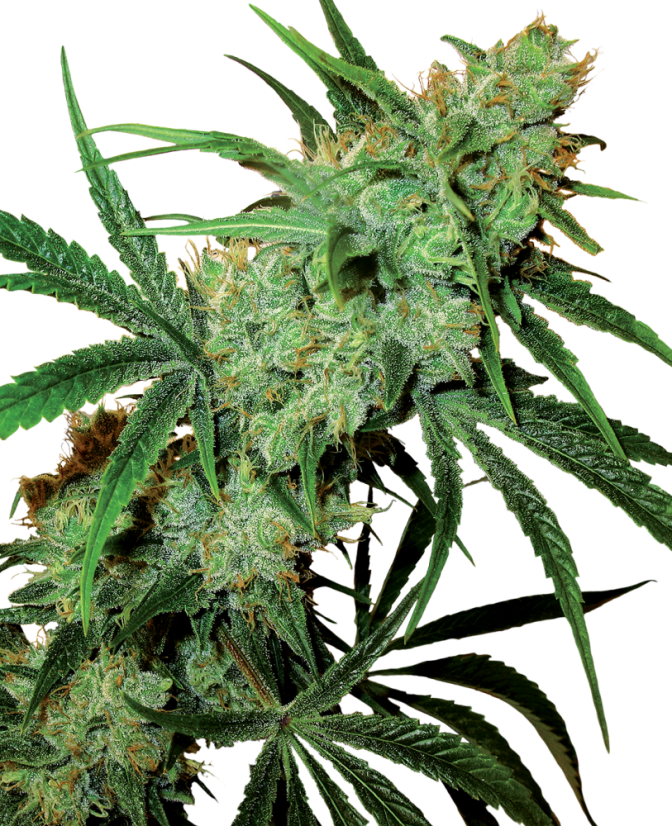 Sensi Seeds Cannabis Seeds Fruity Juice® Tavallinen, 10 kpl