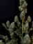 Semi di cannabis Fast Buds Sour Diesel Auto