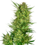 Sensi Seeds Cannabis Seeds Buttercream Gelato Feminized, 3-10 kom