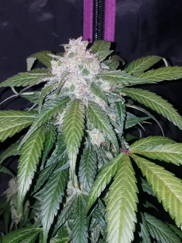 Fast Buds Kanepiseemned Tangie Auto