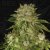 T.H.Seeds™ Cannabiszaden MK-Ultra™, diverse verpakking, regulier