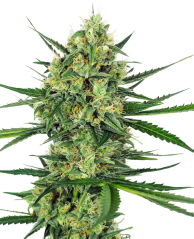 Sensi Seeds Hạt giống cần sa Tangerine Sugar® Feminized, 3-10 hạt