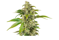 Sensi Seeds Cannabis Seeds Sweet & Sour Cream Automatic Feminized, 3-10 gab.