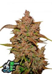 Fast Buds Żrieragħ tal-Kannabis Crystal Meth Auto