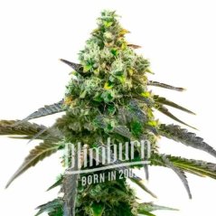 Blimburn Seeds Sjemenke konoplje Godfather OG Feminized