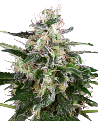 Sensi Seeds Cannabisfrø White Skunk Automatic Feminized by White Label, 3-10 stk.