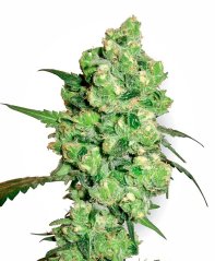 Sensi Seeds Cannabis Seeds Super Skunk Regular by White Label, 10 ც.