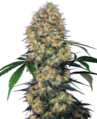 Sensi Seeds Semena konoplje Sensi Amnesia XXL Automatic Feminized, 3-10 kom