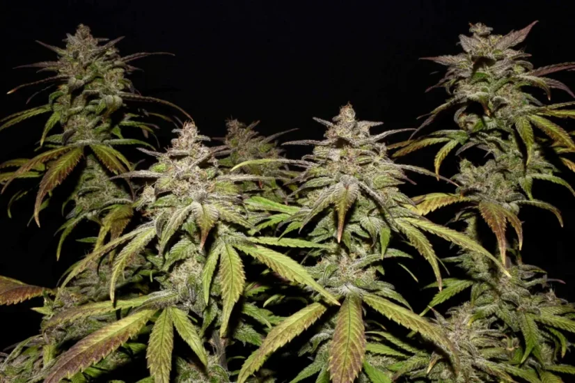 Fast Buds 420 Cannabis Seeds Smoothie Auto