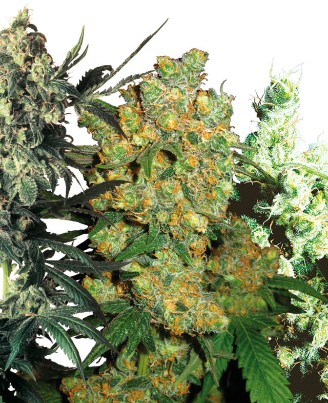 Sensi Seeds Cannabiszaden Feminized Mix®, 5-20 stuks