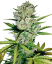 Sensi Seeds Cannabis Seeds Skunk #1 Automatic Feminized by White Label, 3-10 ც.