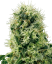 Sensi Seeds Cannabis Seeds Pure Power Plant Feminized by White Label, 3-10 gab.