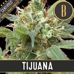 Blimburn Seeds Żerriegħa tal-Kannabis Tijuana Femminizzati