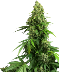 Sensi Seeds კანაფის თესლი Honey Melon Kush Automatic Feminized, 3-10 ც.