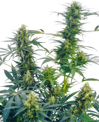 Sensi Seeds Cannabis Seeds Guerrilla's Gusto® Regular, 10 stk.