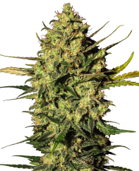 Sensi Seeds Cannabis Seeds Master Kush Automatic Feminized by White Label, 3-10 ks