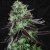 T.H.Seeds™ Cannabis Seeds Darkstar™, erinevad pakendid, tavaline