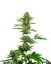 Sensi Seeds Żrieragħ tal-Kannabis Satin Black Domina CBD® Femminizzati, 3-10 pcs