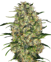 Sensi Seeds Sjemenke konoplje Black Domina® Regular, 10 kom