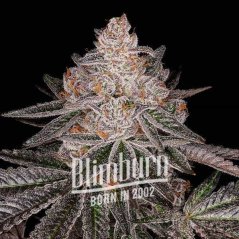 Blimburn Seeds Hanfsamen Apple Fritter Auto