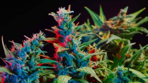 Cannabis plant with brightly coloured CBD flowers 