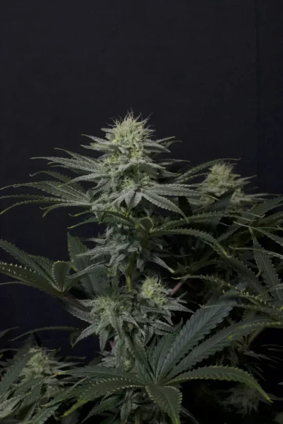 Fast Buds Cannabis Seeds GG4 Sherbet FF