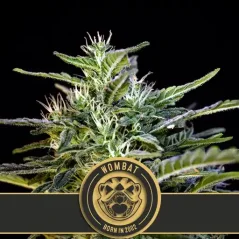 Blimburn Seeds კანაფის თესლი Wombat Feminized